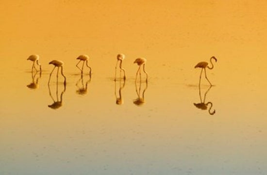 Lesser Flamingos on the Lake Fine Art Print by Keren Su