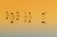 Lesser Flamingos on the Lake Fine Art Print by Keren Su