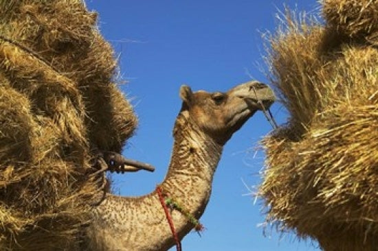 Camel Carrying Straw Poster Print - Pushkar, Rajasthan, India by Keren Su