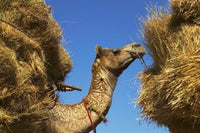 Camel Carrying Straw Poster Print - Pushkar, Rajasthan, India by Keren Su