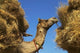 Camel Carrying Straw Poster Print - Pushkar, Rajasthan, India by Keren Su