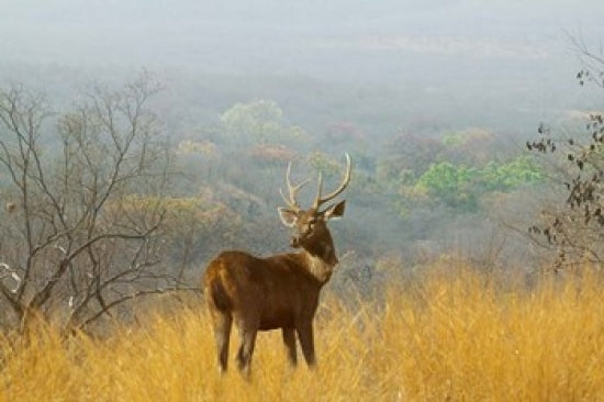 Sambar Deer in Ranthambore National Park Poster Print by Keren Su