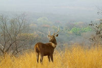 Sambar Deer in Ranthambore National Park Poster Print by Keren Su