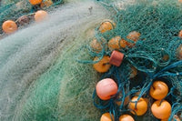 Fisherman harvesting fish on the beach in Goa, India poster print by Keren Su