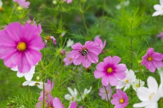 Meadow Flowers in Ladakh, India poster print by Keren Su showcasing vibrant colors and serene landscape.