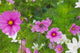 Meadow Flowers in Ladakh, India poster print by Keren Su showcasing vibrant colors and serene landscape.