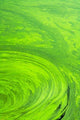 Algae on Water fine art print by Keren Su featuring tranquil Udaipur scenery.
