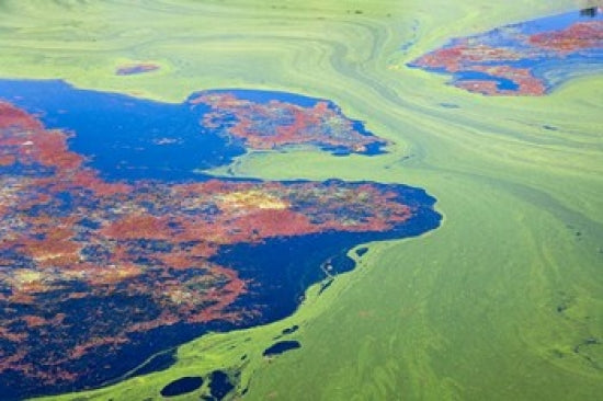Algae on the Water Fine Art Print - Indhar Lake, Udaipur, Rajasthan, India by Keren Su
