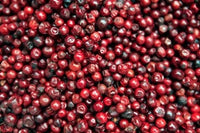 Darjeeling Red Berries and Fresh Fruits Poster Print by Kymri Wilt