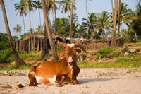 Goa, India - Lazy Cow Resting on Vagator Beach Poster Print by Micah Wright