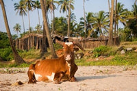 Goa, India - A Lazy Cow Resting on Vagator Beach Poster Print
