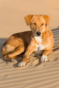 Dog Lying in Sand Dunes, Thar Desert, Jaisalmer Poster Print by Philip Kramer