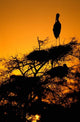 Silhouette of Painted Stork in Keoladeo National Park Poster Print