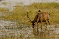Sambar Deer Poster Print by Pete Oxford - Ranthambhore National Park, India