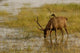 Sambar Deer Poster Print by Pete Oxford - Ranthambhore National Park, India