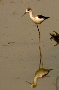 Black-winged Stilt bird poster print from Keoladeo Ghana Sanctuary in India.