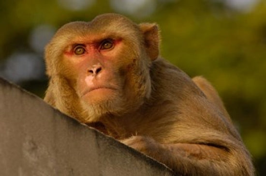 Rhesus Macaque and Bird Poster Print by Pete Oxford showcasing vibrant wildlife in Rajasthan, India.