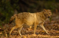 Golden Jackal wildlife poster print by Pete Oxford showcasing nature in Bharatpur National Park, Rajasthan, India.