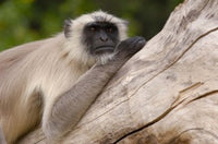 Hanuman Langur monkey poster print from Mandore, Rajasthan by Pete Oxford