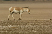 Asiatic Wild Ass wildlife poster print by Pete Oxford.