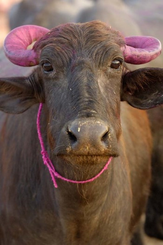 Water Buffalo Diwali Festival Poster Print by Pete Oxford