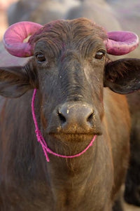 Water Buffalo Diwali Festival Poster Print by Pete Oxford