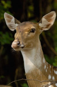 Spotted Deer Wildlife Poster Print by Pete Oxford, featuring elegant deer in natural habitat