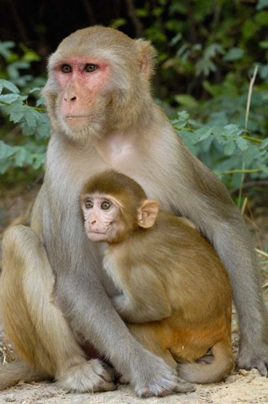 Rhesus Macaque monkey with baby poster print by Pete Oxford
