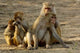 Group of Rhesus Macaques Poster Print by Pete Oxford
