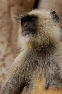 Hanuman Langur primate poster print from Ranthambhore National Park by Pete Oxford.