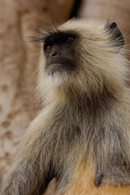 Hanuman Langur Primate Poster Print from Ranthambhore National Park, India by Pete Oxford.