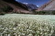 Poster print of white flower blooms in Ladakh, India by Ric Ergenbright