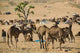 Camel Market at Pushkar Camel Fair Poster Print by Walter Bibikow