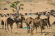 Camel Market at Pushkar Camel Fair Poster Print by Walter Bibikow
