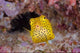 Box Fish Swims Amid Coral Poster Print showcasing vibrant underwater scene.