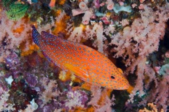 Coral Trout Swims Among Reef Poster Print by Jaynes Gallery