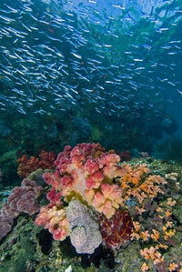 Indonesia Triton Bay Silversides fish poster print featuring vibrant marine life.