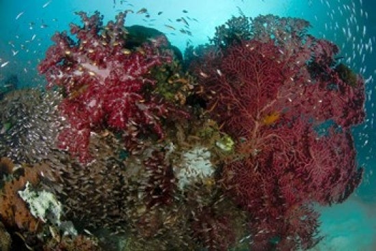 Marine Life and Reefs Poster Print showcasing vibrant ocean ecosystems.