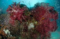 Marine Life and Reefs Poster Print showcasing vibrant ocean ecosystems.