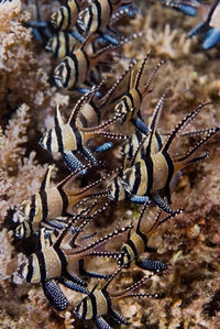 Banggai Cardinal Fish Poster Print showcasing vibrant underwater colors.