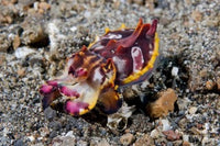 Pfeffer's Flamboyant Cuttlefish Poster Print showcasing vibrant marine life.