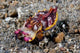 Pfeffer's Flamboyant Cuttlefish Poster Print by Jaynes Gallery