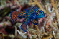 Mandarin Fish Poster Print showcasing vibrant colors and aquatic beauty.