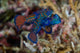 Mandarin Fish Poster Print showcasing vibrant colors and aquatic beauty.