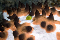 Seastar Marine Life Poster Print by Jaynes Gallery