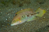 Vibrant Parrot Fish Poster Print by Jaynes Gallery