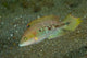 Vibrant Parrot Fish Poster Print by Jaynes Gallery