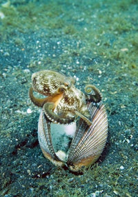 Vibrant Octopus Marine Life Poster Print showcasing a colorful octopus under the sea.