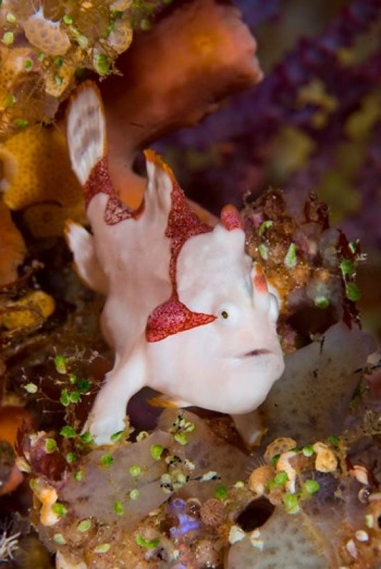 Frogfish or Anglerfish Poster Print by Jaynes Gallery showcasing vibrant marine life.