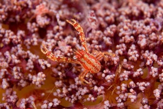 Crabcoral Marine Life Poster Print by Jaynes Gallery featuring vibrant marine life.